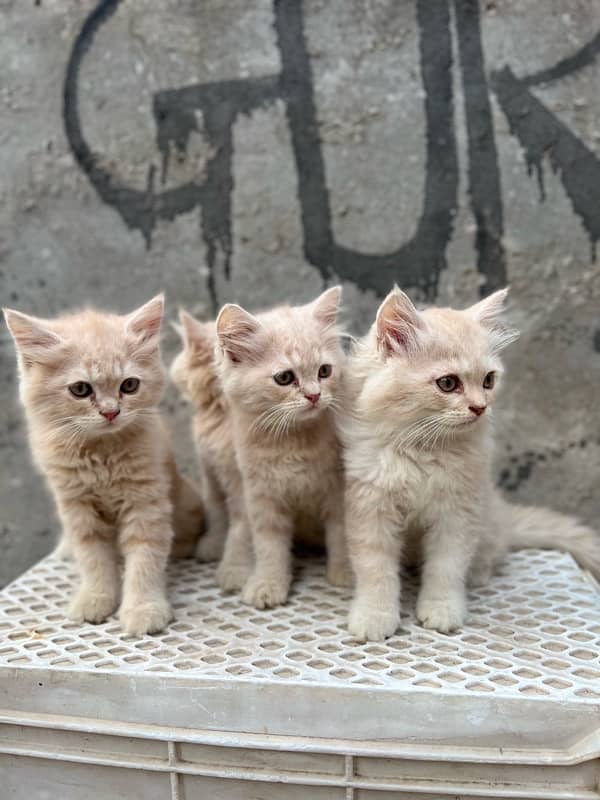 persina kitten males ,2 month birth date 14 August 2024 ,triple coat, 0