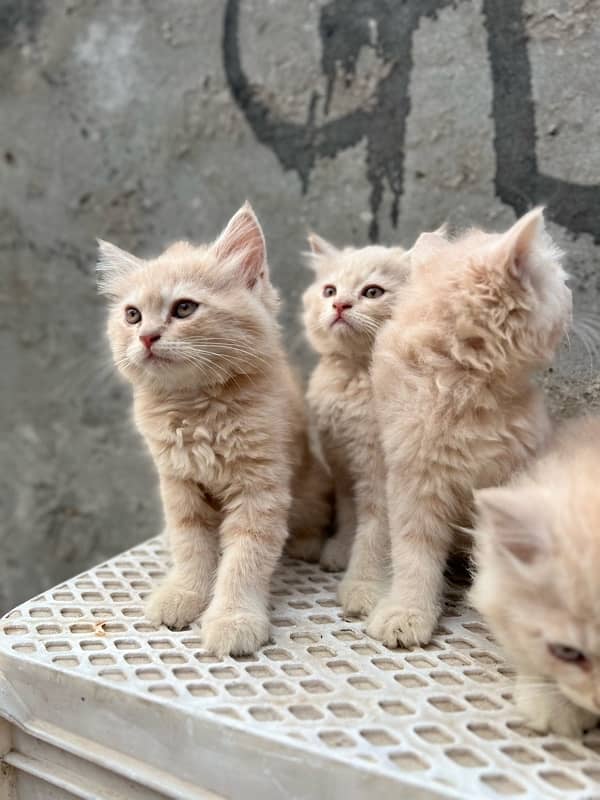 persina kitten males ,2 month birth date 14 August 2024 ,triple coat, 2