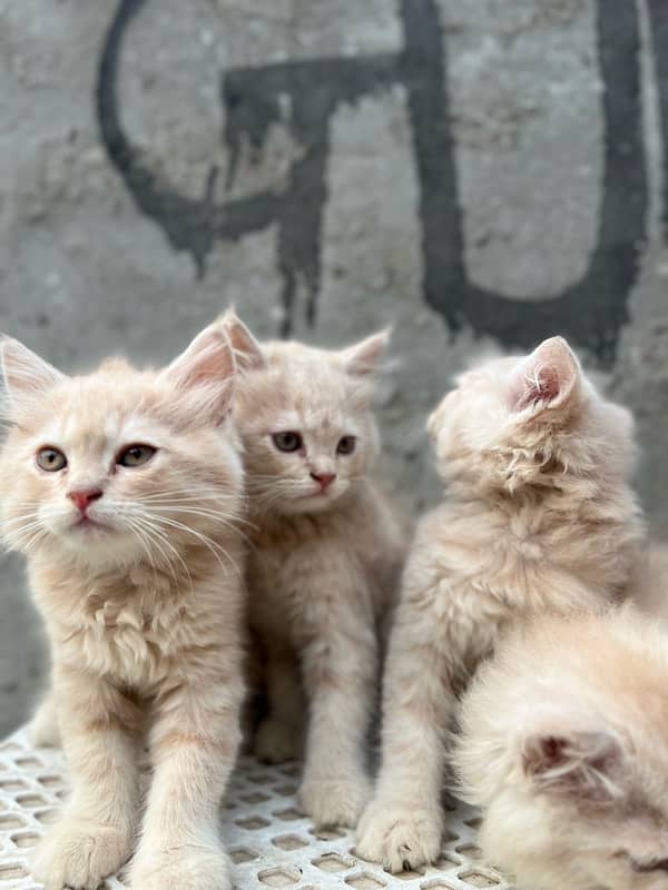 persina kitten males ,2 month birth date 14 August 2024 ,triple coat, 4