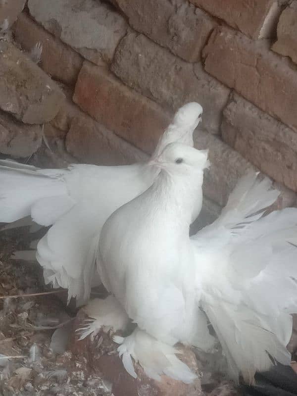 white American breeder Pair 1