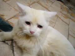 Persian cat sale urgent need money