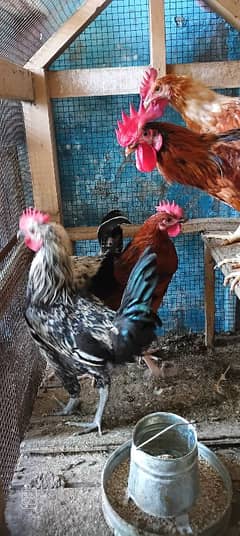 Desi murgay/ male hen / breeder