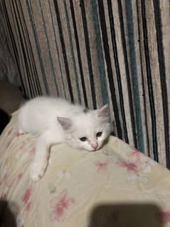 Cute white kitten