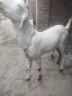 Desi Bakra for sale