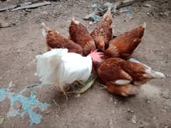 lohmon brown hens for sale anda start per peace 2300