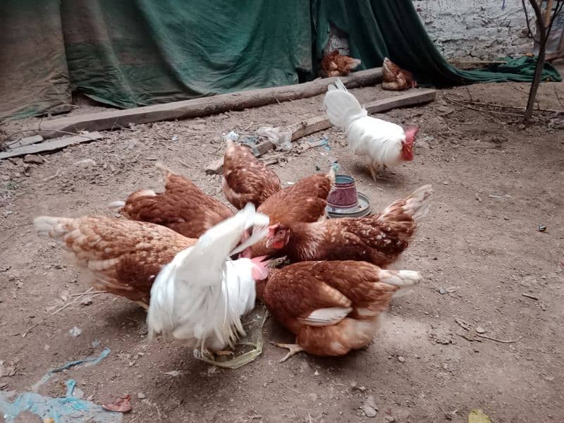 lohmon brown hens for sale anda start per peace 2300 1