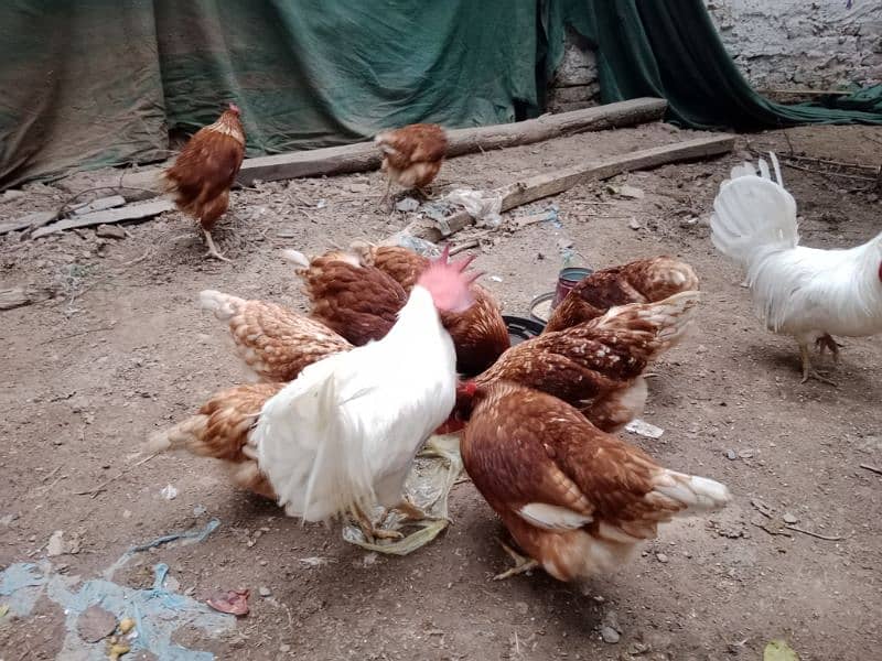 lohmon brown hens for sale anda start per peace 2300 2