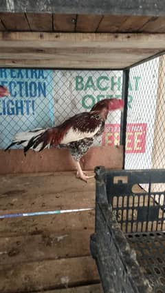 EGG FOR SALE FERTIEL EGG MIYANWALI 0