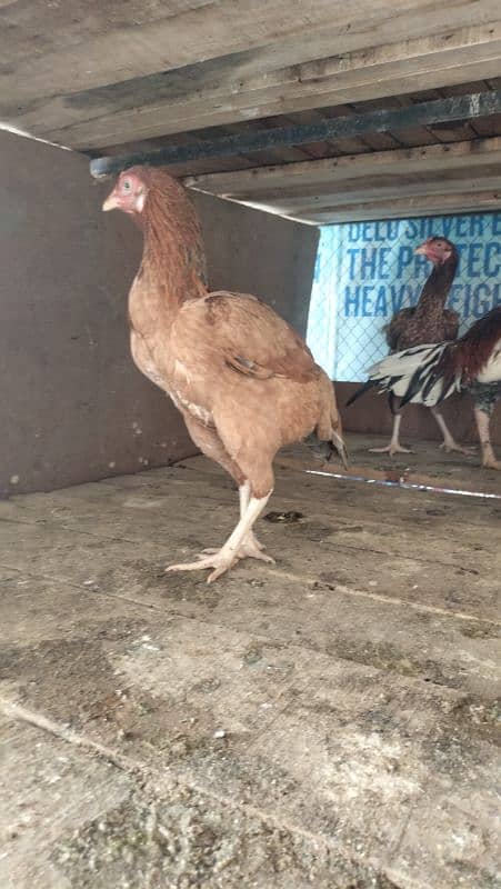 EGG FOR SALE FERTIEL EGG MIYANWALI 2