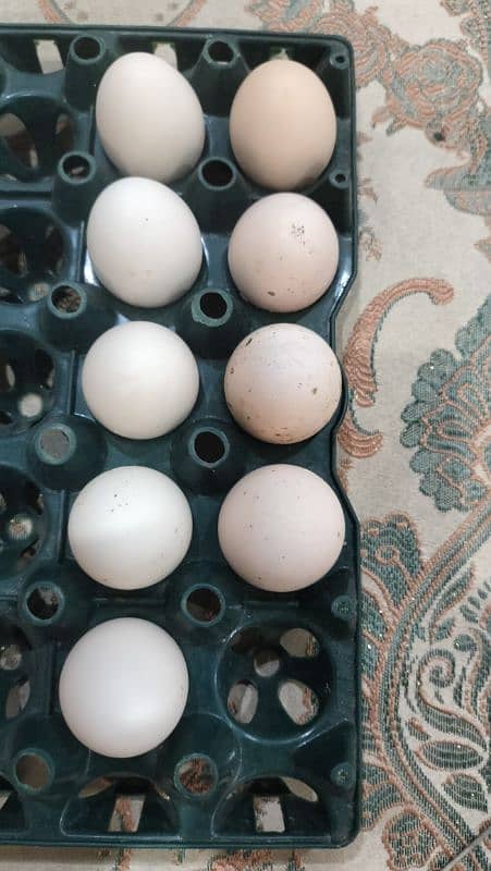 EGG FOR SALE FERTIEL EGG MIYANWALI 3