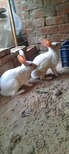 Red eyes rabbit pair