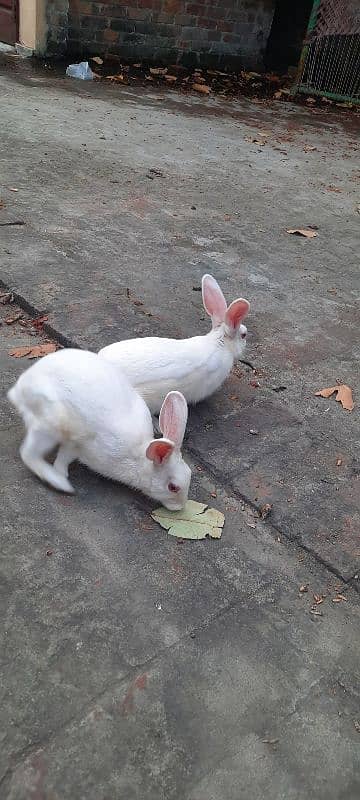 Red eyes rabbit pair 1