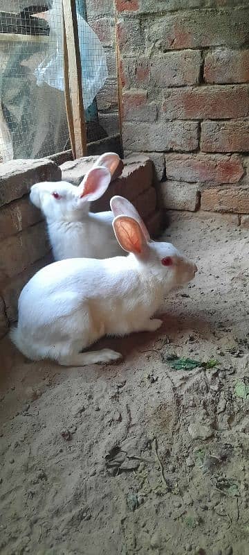 Red eyes rabbit pair 2