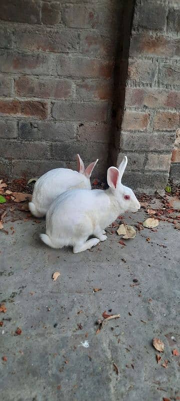 Red eyes rabbit pair 3