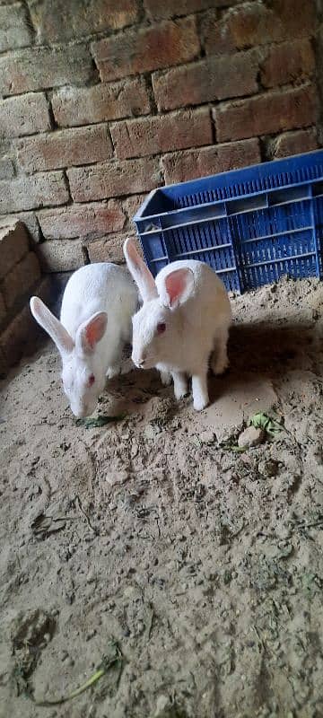 Red eyes rabbit pair 5