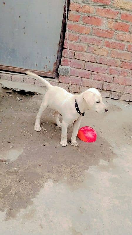 Labrador baby dog urgent sale 2  months age 0