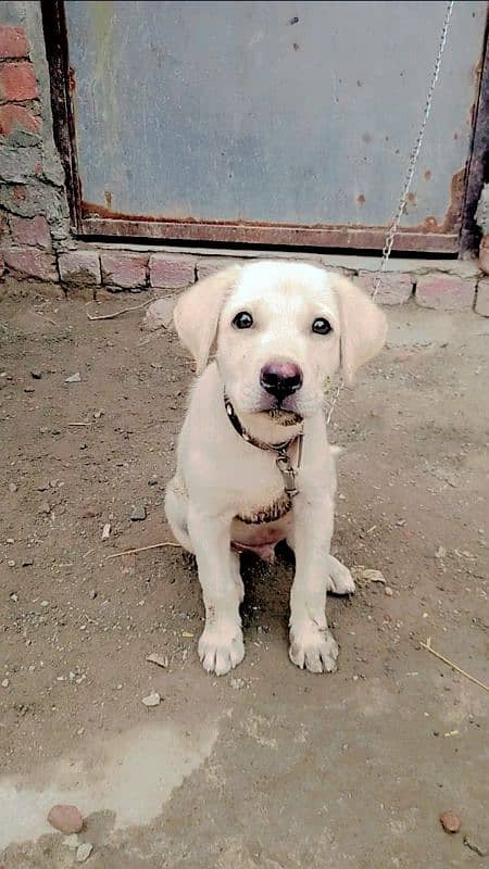 Labrador baby dog urgent sale 2  months age 1