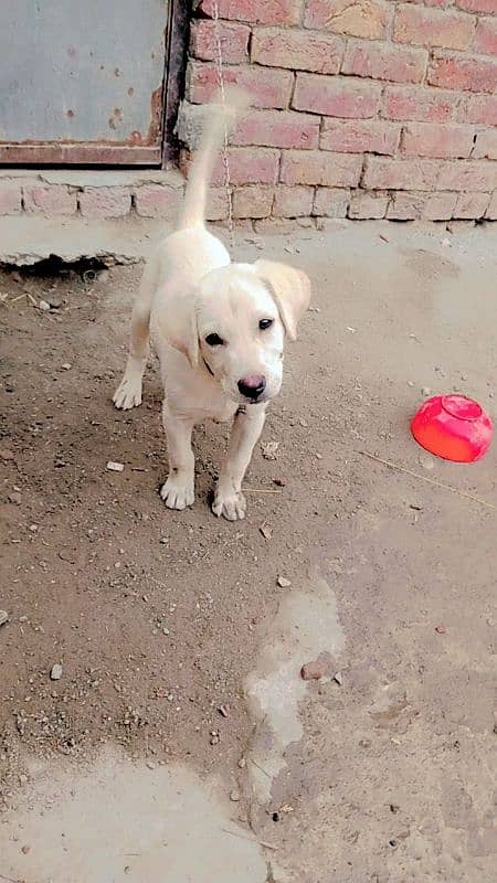 Labrador baby dog urgent sale 2  months age 2