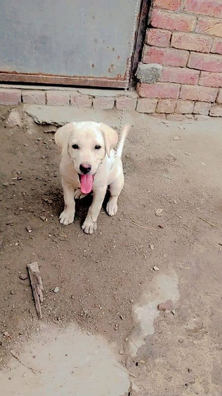 Labrador baby dog urgent sale 2  months age 3