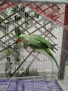 very beautiful and healthy speaking parrot for sale ,