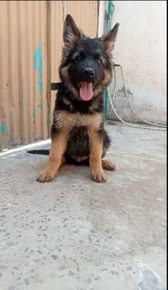 German Shepherd