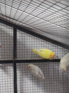 albino red eyes female and albino split male breeder pair