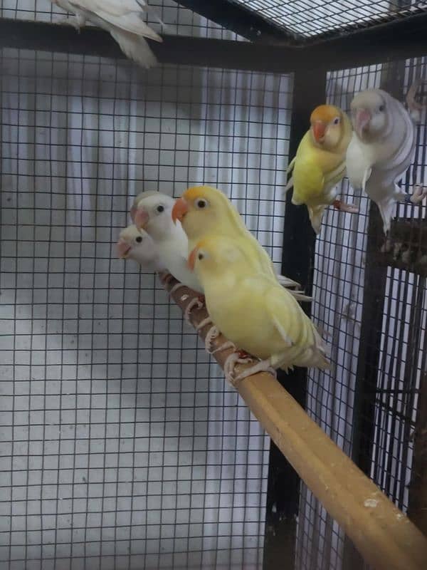 albino red eyes female and albino split male breeder pair 1