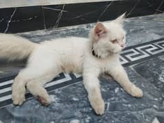 Persian Cat Double coated urgent sale