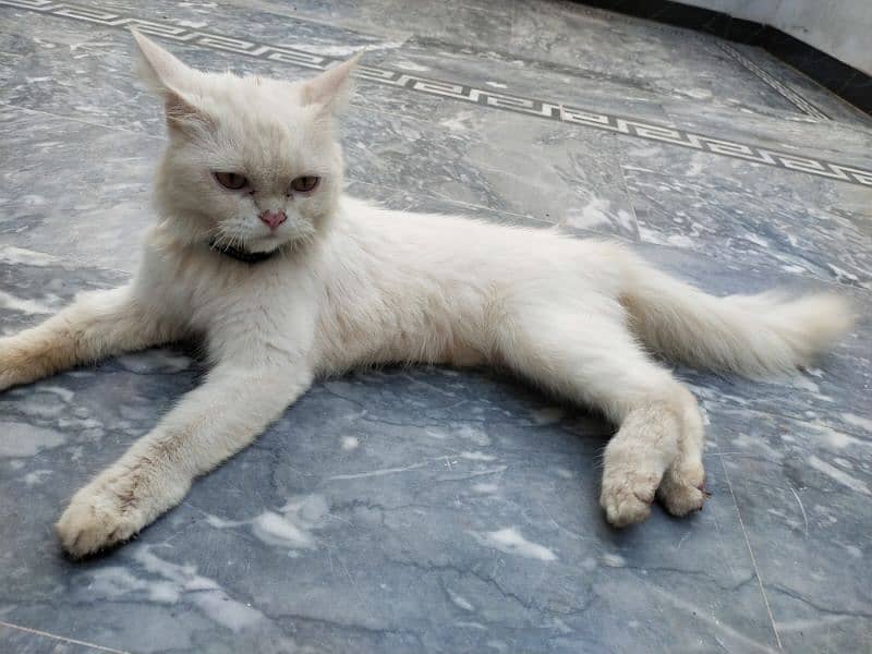 Persian Cat Double coated urgent sale 1