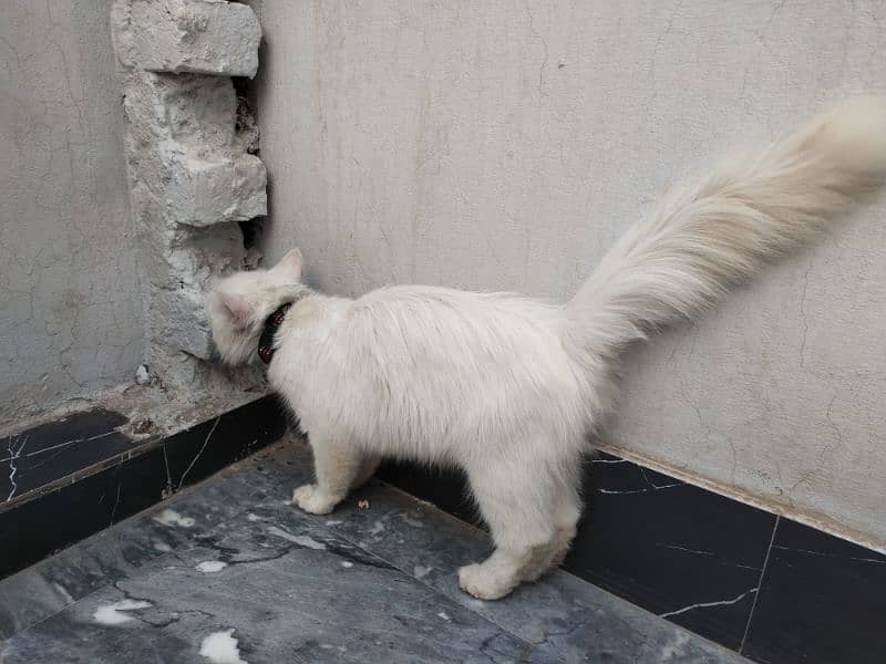 Persian Cat Double coated urgent sale 3