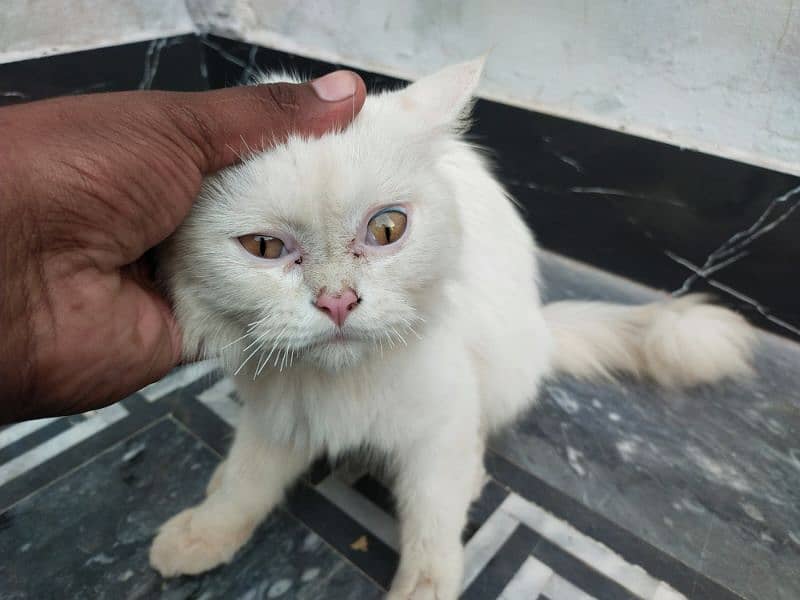 Persian Cat Double coated urgent sale 4