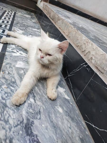 Persian Cat Double coated urgent sale 5