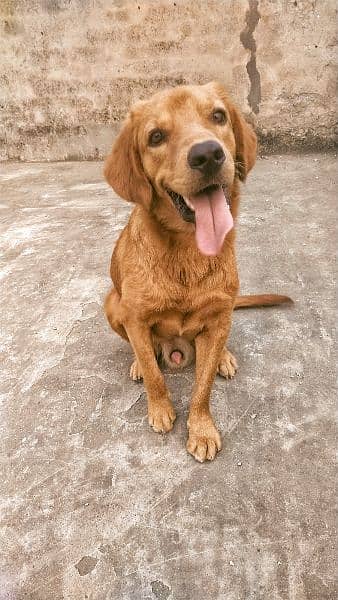 Male Golden retriever for sale 1