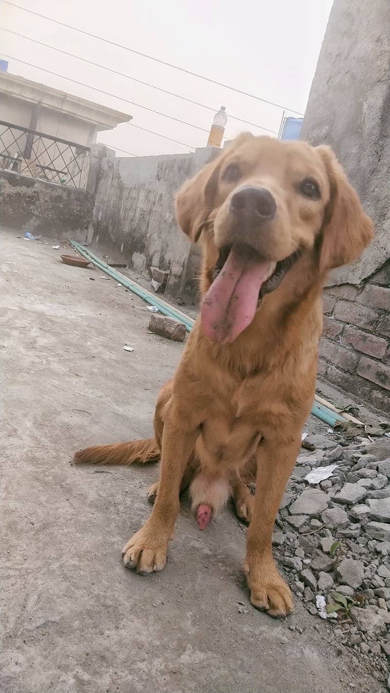 Male Golden retriever for sale 3