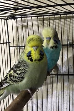 Budgies & Exibition