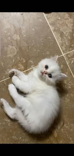 persian female kitten | persian cat | triple coated | punch face