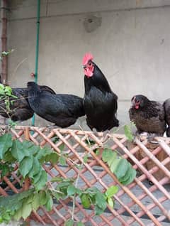 Australorp Male