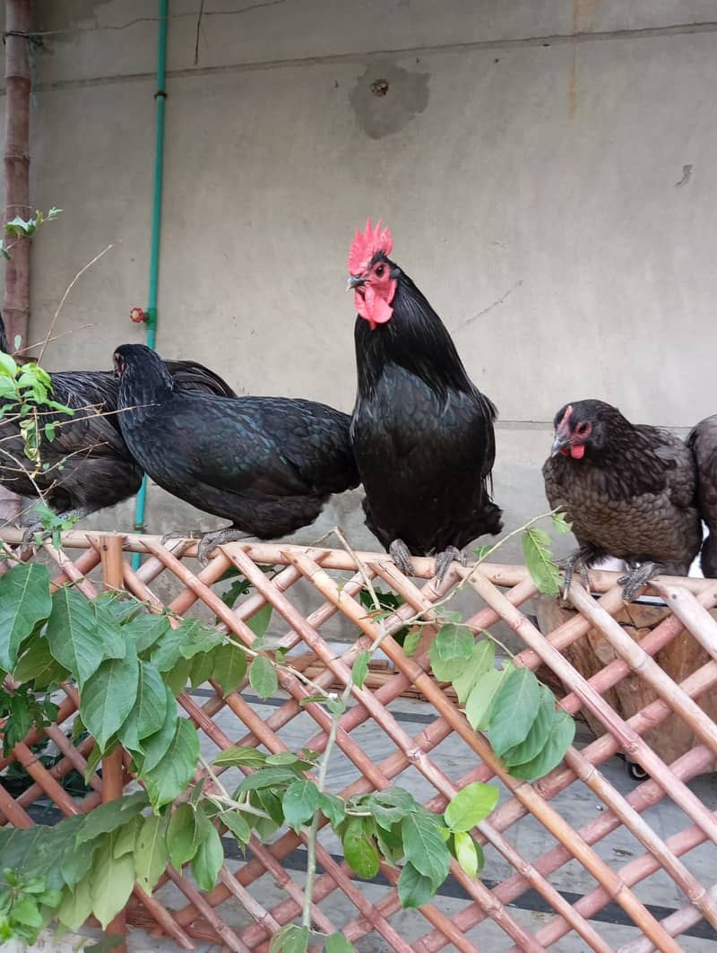 Australorp Male 0