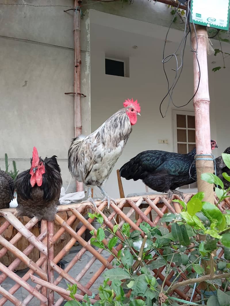 Australorp Male 1