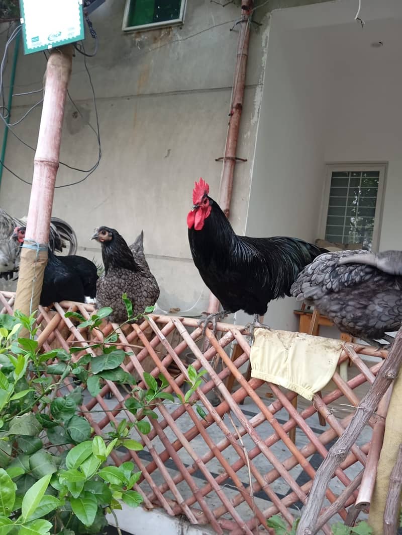 Australorp Male 2