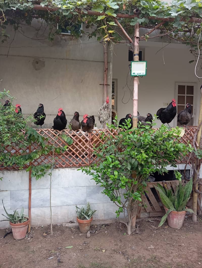 Australorp Male 3