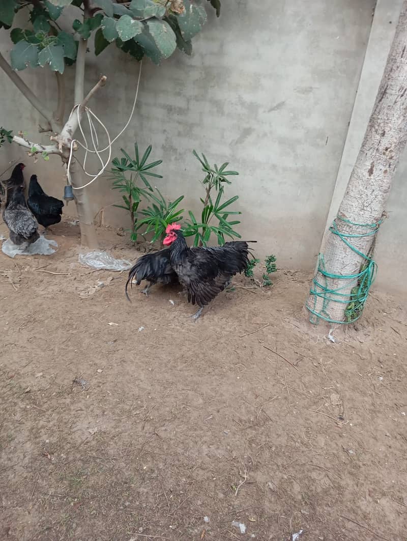 Australorp Male 5