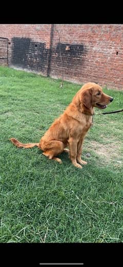 Golden Retriever KCP Pedigree female Champion Parents