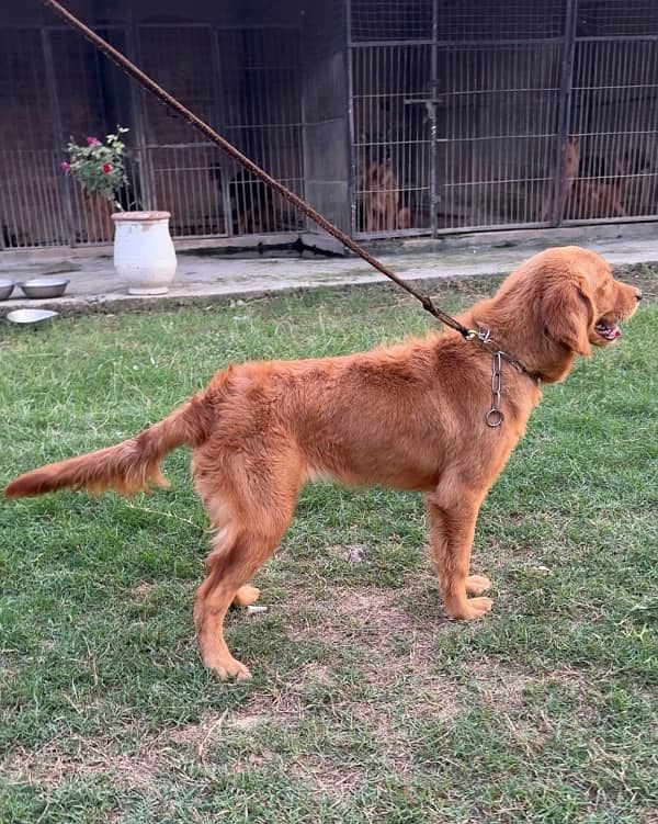 Golden Retriever KCP Pedigree female Champion Parents 1