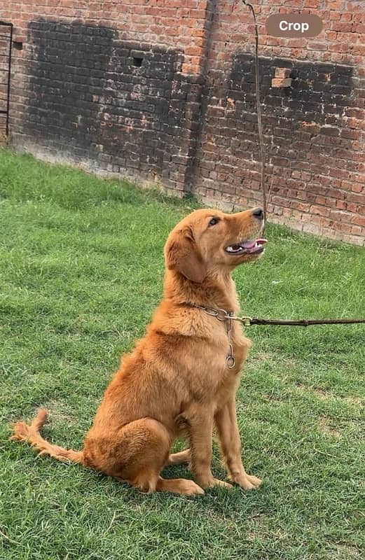 Golden Retriever KCP Pedigree female Champion Parents 2