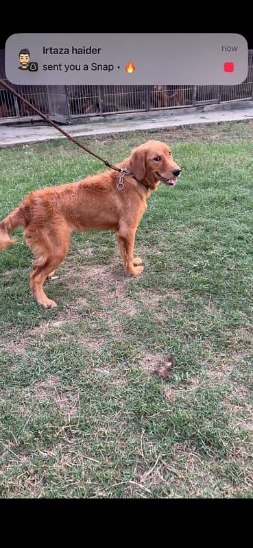 Golden Retriever KCP Pedigree female Champion Parents 3