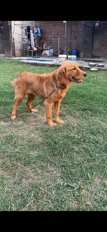 Golden Retriever KCP Pedigree female Champion Parents 8