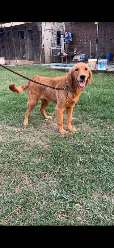 Golden Retriever KCP Pedigree female Champion Parents 9