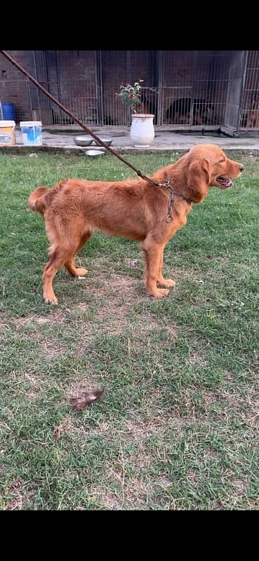 Golden Retriever KCP Pedigree female Champion Parents 10