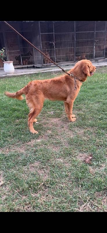 Golden Retriever KCP Pedigree female Champion Parents 12